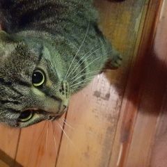 Подробнее об объявлении «Чехов Пропала кошка помогите найти.» Фото: пропала кошка  «Чехов Пропала кошка помогите найти.» в г. Чехов