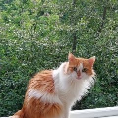 Подробнее об объявлении «Пропала кошка нагорный район Москва» Фото: пропала кошка  «Пропала кошка нагорный район Москва» в г. Москва