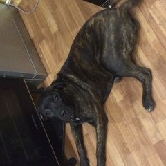 Подробнее об объявлении «Пропала собака кане корсо Санкт-Петербург» Фото: пропала собака Кане-корсо «Пропала собака кане корсо Санкт-Петербург» в г. Санкт-Петербург