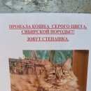 Подробнее об объявлении «Пропала кошка Апрелевка» Фото: пропала кошка  «Пропала кошка Апрелевка» в г. Апрелевка