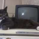 Подробнее об объявлении «Омск Пропал кот» Фото: пропала кошка  «Омск Пропал кот» в г. Омск