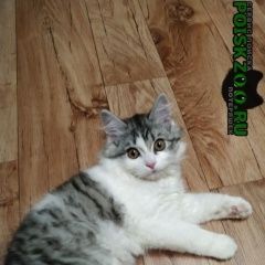 Подробнее об объявлении «Пропал кот Верхний Услон» Фото: пропала кошка  «Пропал кот Верхний Услон» в г. Верхний Услон