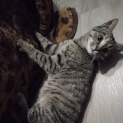 Подробнее об объявлении «Пропала кошка Санкт-Петербург» Фото: пропала кошка  «Пропала кошка Санкт-Петербург» в г. Санкт-Петербург