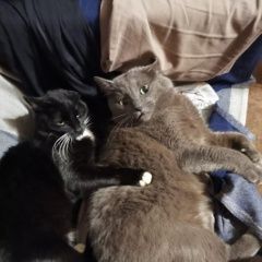 Подробнее об объявлении «Раменское Пропал котик в кратово» Фото: пропала кошка  «Раменское Пропал котик в кратово» в г. Раменское