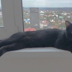 Подробнее об объявлении «Пропал кот Ставрополь» Фото: пропала кошка  «Пропал кот Ставрополь» в г. Ставрополь