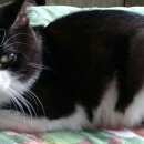 Подробнее об объявлении «Пропал кот в д. монделево Коммунар» Фото: пропала кошка  «Пропал кот в д. монделево Коммунар» в г. Коммунар