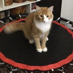 Подробнее об объявлении «Пропал кот помогите найти кота Усть-Лабинск» Фото: пропала кошка  «Пропал кот помогите найти кота Усть-Лабинск» в г. Усть-Лабинск