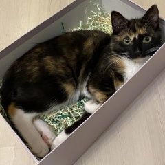 Подробнее об объявлении «Истра Пропала кошка» Фото: пропала кошка  «Истра Пропала кошка» в г. Истра