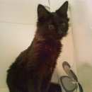 Подробнее об объявлении «Лобня Пропал котёнок-мальчик» Фото: пропала кошка  «Лобня Пропал котёнок-мальчик» в г. Лобня