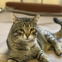 Подробнее об объявлении «Пропал кот вознаграждение 20000 Ростов-на-Дону» Фото: пропала кошка  «Пропал кот вознаграждение 20000 Ростов-на-Дону» в г. Ростов-на-Дону