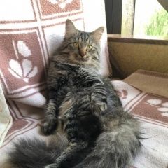 Подробнее об объявлении «Пропал кот Майкоп (Адыгея)» Фото: пропала кошка  «Пропал кот Майкоп (Адыгея)» в г. Майкоп (Адыгея)