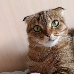 Подробнее об объявлении «Белово Пропал кот вислоухий» Фото: пропала кошка  «Белово Пропал кот вислоухий» в г. Белово