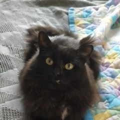 Подробнее об объявлении «Одинцово Пропал кот деревня митькино одинцовский район» Фото: пропала кошка  «Одинцово Пропал кот деревня митькино...» в г. Одинцово