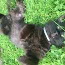 Подробнее об объявлении «Мытищи Пропал кот» Фото: пропала кошка  «Мытищи Пропал кот» в г. Мытищи