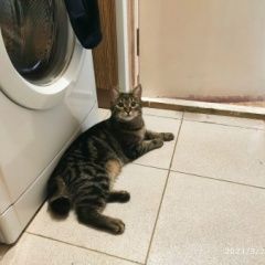 Подробнее об объявлении «Пропал кот sos Балашиха» Фото: пропала кошка  «Пропал кот sos Балашиха» в г. Балашиха
