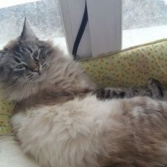 Подробнее об объявлении «Подольск Пропал кот» Фото: пропала кошка  «Подольск Пропал кот» в г. Подольск