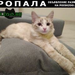 Подробнее об объявлении «Москва Пропал кот» Фото: пропала кошка Тайская «Москва Пропал кот» в г. Москва