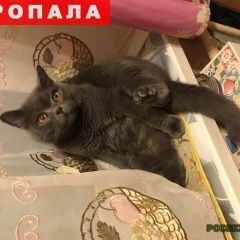 Подробнее об объявлении «Пропал кот британский серый кот Москва» Фото: пропала кошка Британская короткошерстная «Пропал кот британский серый кот Москва» в г. Москва