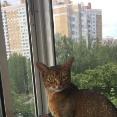 Подробнее об объявлении «Пропала кошка.г. Москва» Фото: пропала кошка Абиссинская «Пропала кошка.г. Москва» в г. Москва