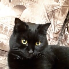 Подробнее об объявлении «Пропал кот Тюмень» Фото: пропала кошка  «Пропал кот Тюмень» в г. Тюмень