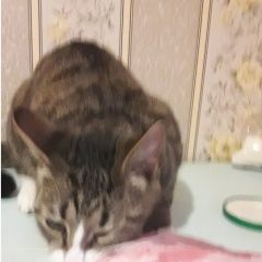 Подробнее об объявлении «Пропал кот  Санкт-Петербург» Фото: пропала кошка  «Пропал кот  Санкт-Петербург» в г. Санкт-Петербург