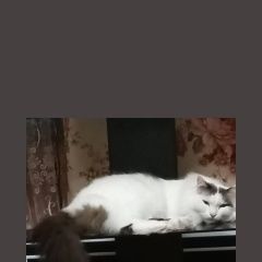 Подробнее об объявлении «Пропал кот шугливый. Темиртау» Фото: пропала кошка  «Пропал кот шугливый. Темиртау» в г. Темиртау