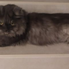 Подробнее об объявлении «Истра Пропал кот» Фото: пропала кошка  «Истра Пропал кот» в г. Истра