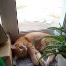 Подробнее об объявлении «Пропал кот рыжий Кемерово» Фото: пропала кошка  «Пропал кот рыжий Кемерово» в г. Кемерово