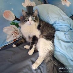 Подробнее об объявлении «Пропал кот любимец томас Люберцы» Фото: пропала кошка  «Пропал кот любимец томас Люберцы» в г. Люберцы