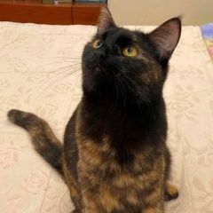 Подробнее об объявлении «Пропала кошка Лобня» Фото: пропала кошка  «Пропала кошка Лобня» в г. Лобня