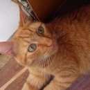 Подробнее об объявлении «Пропал кот Железнодорожный (Московск.)» Фото: пропала кошка  «Пропал кот Железнодорожный (Московск.)» в г. Железнодорожный (Московск.)