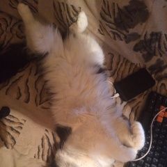 Подробнее об объявлении «Воронеж Пропал кот был с ошейником фиолетового цвета» Фото: пропала кошка  «Воронеж Пропал кот был с ошейником фиолетового...» в г. Воронеж