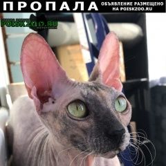 Подробнее об объявлении «Пропала кошка в алтане сфинкс Казань» Фото: пропала кошка Донской сфинкс «Пропала кошка в алтане сфинкс Казань» в г. Казань