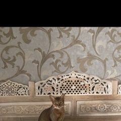 Подробнее об объявлении «Сестрорецк Пропала кошка» Фото: пропала кошка Абиссинская кошка «Сестрорецк Пропала кошка» в г. Сестрорецк