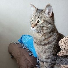 Подробнее об объявлении «Пропала кошка откликается на имя маська Нерюнгри» Фото: пропала кошка  «Пропала кошка откликается на имя маська Нерюнгри» в г. Нерюнгри