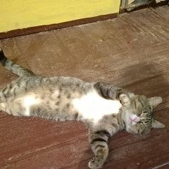 Подробнее об объявлении «Нижний Новгород Пропал кот» Фото: пропала кошка  «Нижний Новгород Пропал кот» в г. Нижний Новгород