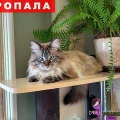 Подробнее об объявлении «Пропал кот Москва» Фото: пропала кошка Невская маскарадная «Пропал кот Москва» в г. Москва
