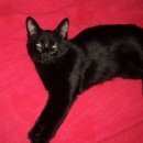 Подробнее об объявлении «Подольск Пропала кошка маргоша» Фото: пропала кошка  «Подольск Пропала кошка маргоша» в г. Подольск