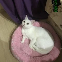 Подробнее об объявлении «Пропала кошка Ставрополь» Фото: пропала кошка  «Пропала кошка Ставрополь» в г. Ставрополь