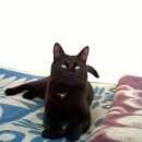 Подробнее об объявлении «Пропал кот черный кот с белым пятнышком Железнодорожный (Московск.)» Фото: пропала кошка  «Пропал кот черный кот с белым пятнышком...» в г. Железнодорожный (Московск.)