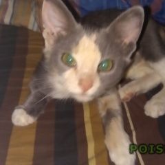 Подробнее об объявлении «Мытищи Пропала кошка котенок муся» Фото: пропала кошка  «Мытищи Пропала кошка котенок муся» в г. Мытищи