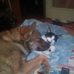 Подробнее об объявлении «Орел Пропала кошка» Фото: пропала кошка  «Орел Пропала кошка» в г. Орел