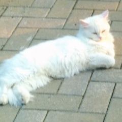 Подробнее об объявлении «Пропала кошка Новороссийск» Фото: пропала кошка  «Пропала кошка Новороссийск» в г. Новороссийск