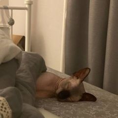 Подробнее об объявлении «Пропал кот сфинкс Колпино» Фото: пропала кошка Сфинкс «Пропал кот сфинкс Колпино» в г. Колпино