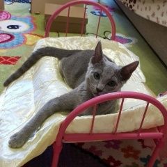 Подробнее об объявлении «Пропала кошка Москва» Фото: пропала кошка Русская голубая кошка «Пропала кошка Москва» в г. Москва
