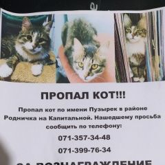 Подробнее об объявлении «Пропал кот Макеевка» Фото: пропала кошка  «Пропал кот Макеевка» в г. Макеевка