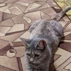 Подробнее об объявлении «Пропала кошка помогите найти Апрелевка» Фото: пропала кошка  «Пропала кошка помогите найти Апрелевка» в г. Апрелевка