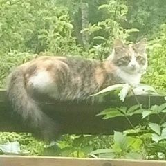 Подробнее об объявлении «Пропала кошка любимица Солнечногорск» Фото: пропала кошка  «Пропала кошка любимица Солнечногорск» в г. Солнечногорск