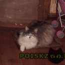 Подробнее об объявлении «Нижний Новгород Пропала кошка муся» Фото: пропала кошка  «Нижний Новгород Пропала кошка муся» в г. Нижний Новгород