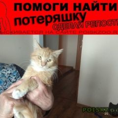Подробнее об объявлении «Пропал кот рыжий кот Москва» Фото: пропала кошка  «Пропал кот рыжий кот Москва» в г. Москва